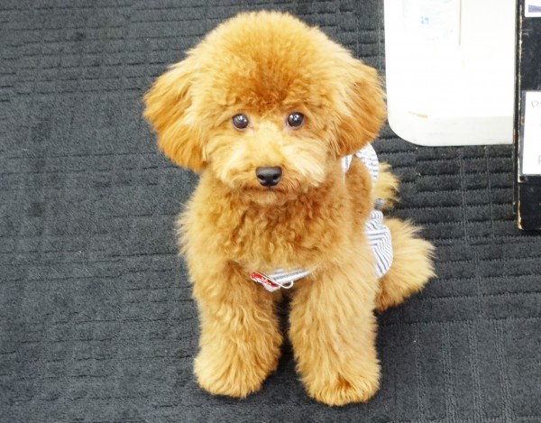 メイちゃんBaby／トイプードル