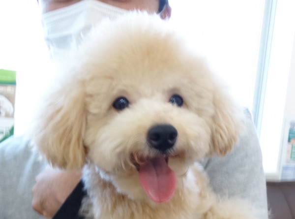 シェリーちゃんBaby／トイプードル