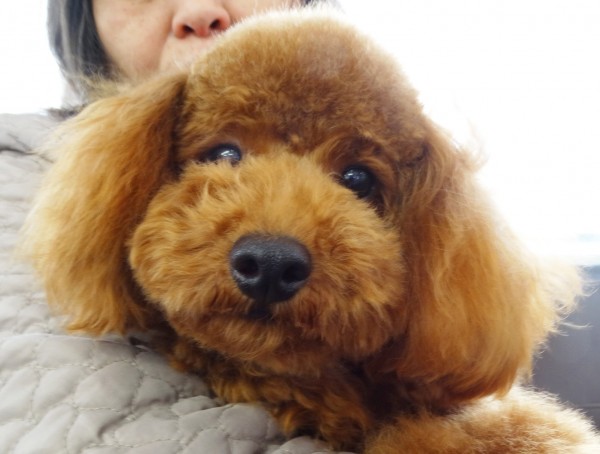 ポシェットちゃんBaby／トイプードル