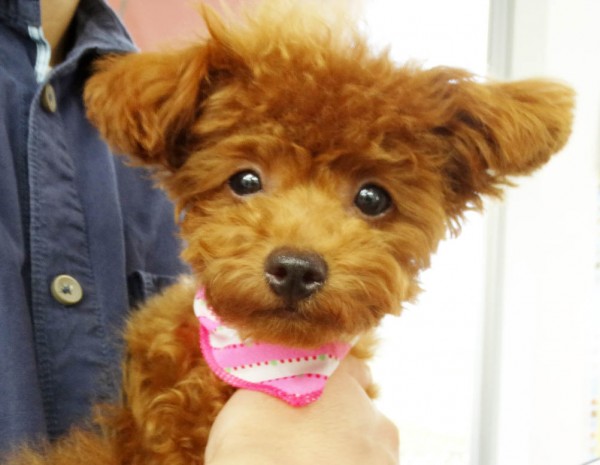 シェリーちゃんBaby／トイプードル