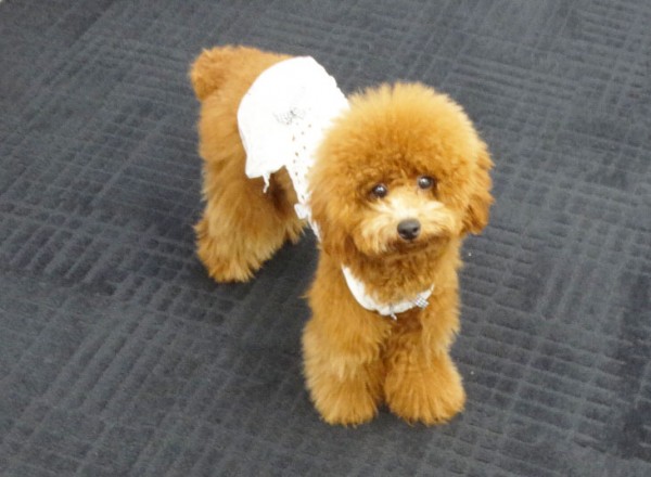 プティちゃんBaby／トイプードル