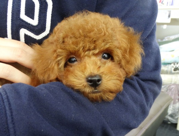 ポシエットちゃん　Baby／トイプードル