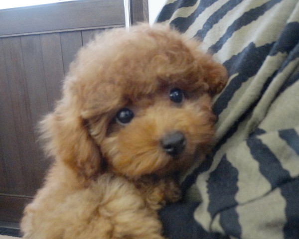 ポシェットちゃん　　Baby ／トイプードル