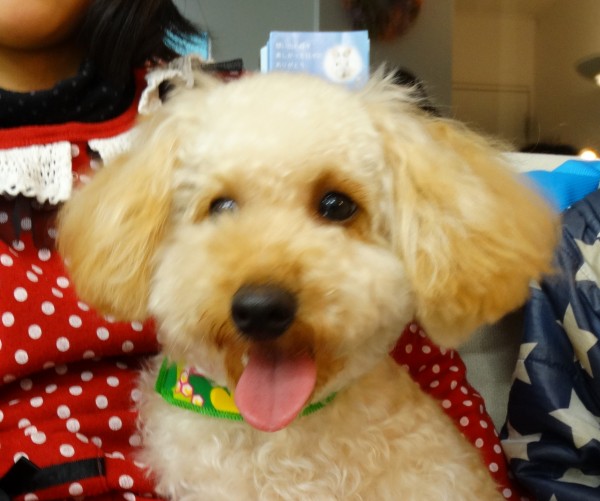 　ヒナ ちゃん Baby／トイプードル