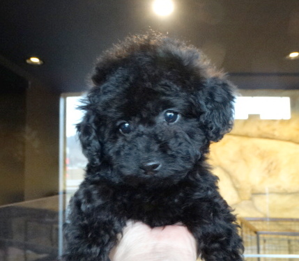 ピーチちゃんBaby（タイニー）／トイプードル