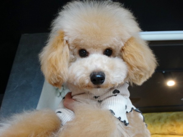 アンナちゃんBaby／トイプードル