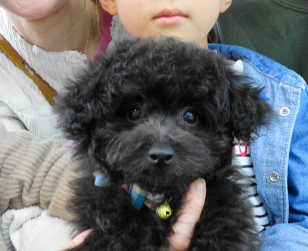 ローラちゃんBaby　／トイプードル