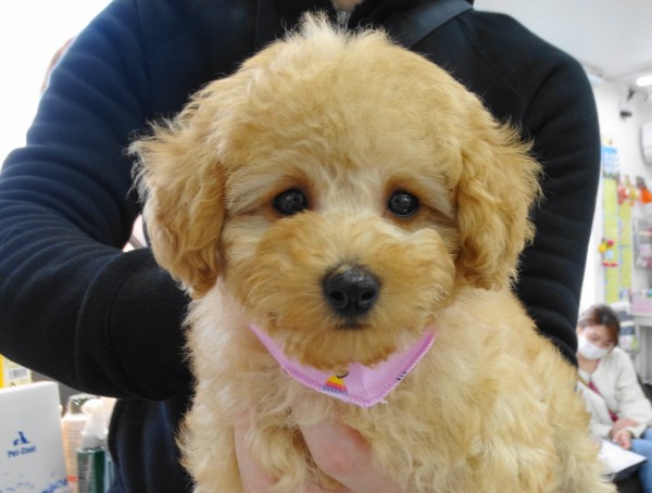 ポシェットちゃんBaby／トイプードル