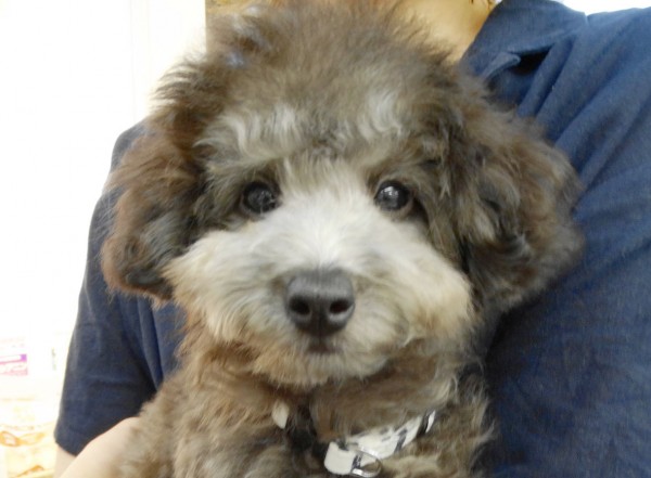 パールちゃん Baby（タイニー　サイズ）／トイプードル