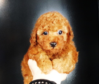 サラちゃんBaby／トイプードル