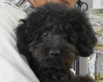 モナちゃんBaby／トイプードル