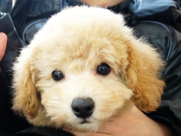 コトちゃん　Baby／トイプードル