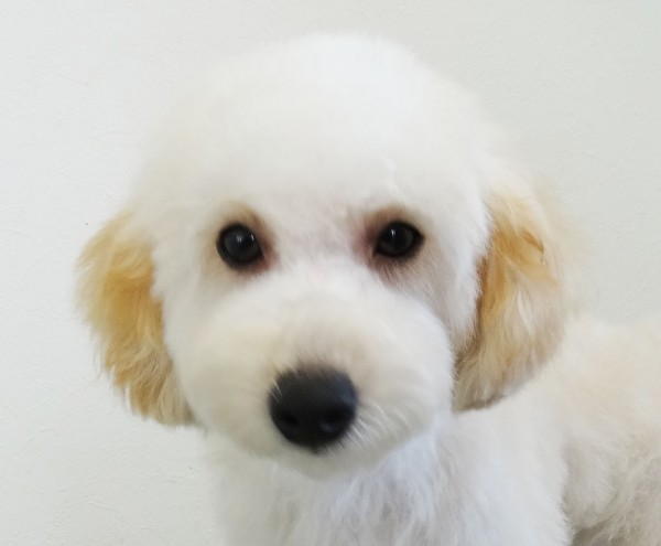 ココちゃん　Baby／トイプードル