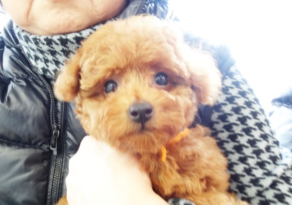 シェリーちゃんBaby／トイプードル