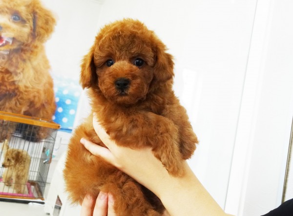 ミシェルちゃん Baby／トイプードル