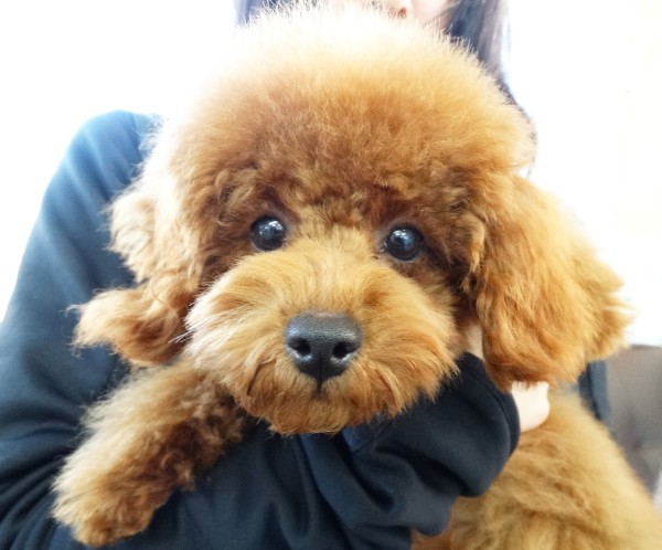 ユメちゃんBaby／トイプードル