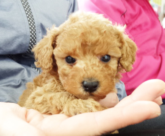 パールちゃん  Baby／トイプードル