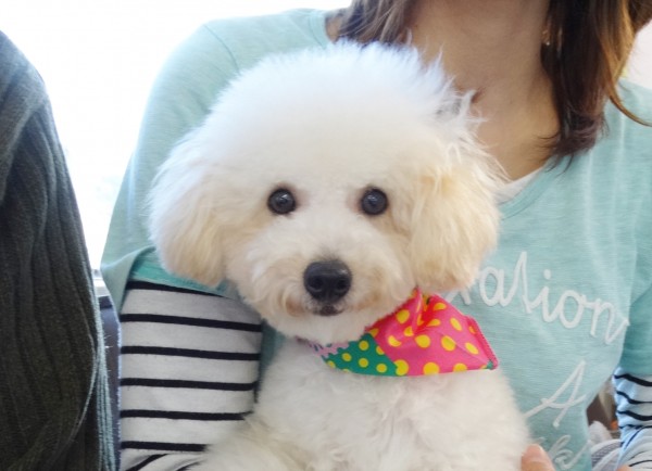 シェリーちゃんBaby／トイプードル