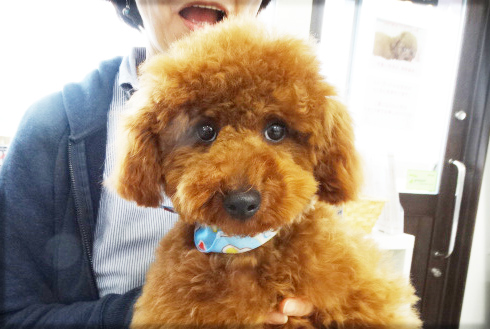 コトちゃん　 Baby／トイプードル