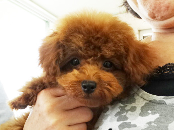 メイちゃん Baby／トイプードル