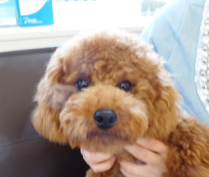 メイちゃん 　Baby  ／トイプードル