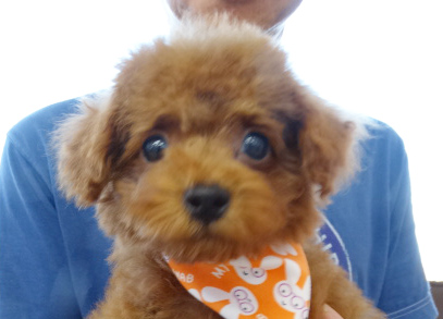 ミシェルちゃんbaby／トイプードル