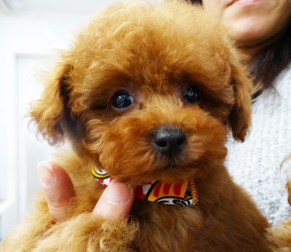 アリスちゃんBaby／トイプードル