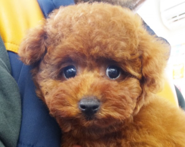 ルルちゃん　Baby／トイプードル