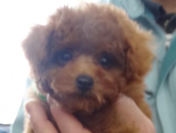 ポシェットBaby／トイプードル