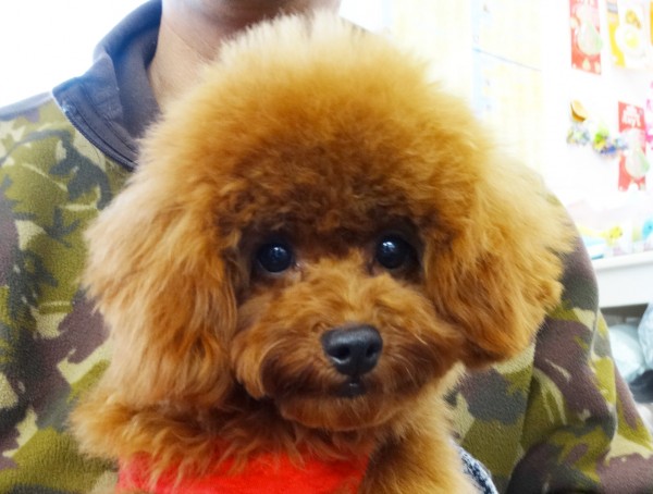 メイちゃんBaby／トイプードル