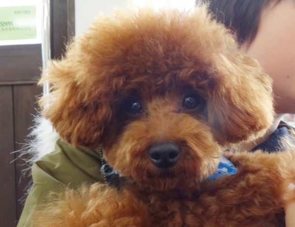 アリスちゃんBaby／トイプードル