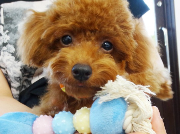 ポシェットBaby／トイプードル