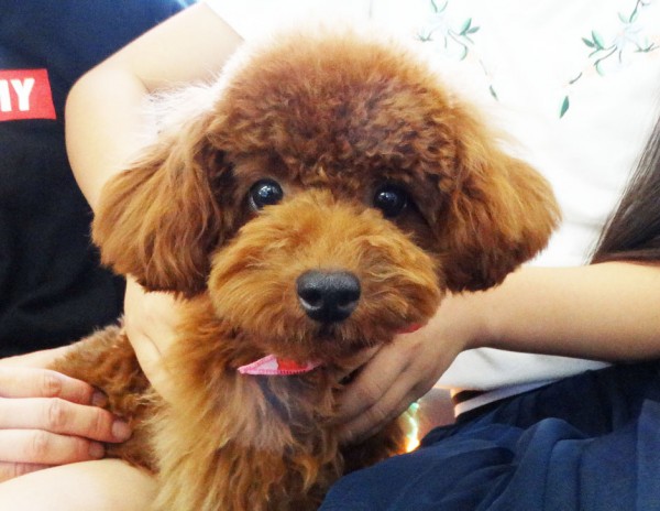 メイちゃんBaby／トイプードル