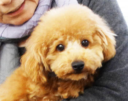 ヒナちゃんBaby／トイプードル