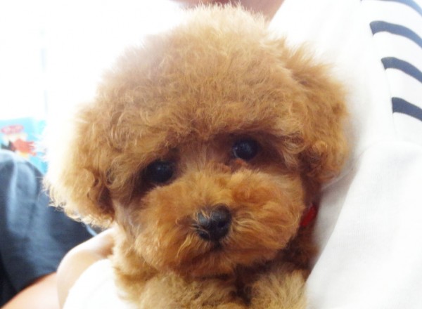 ユメちゃんBaby／トイプードル