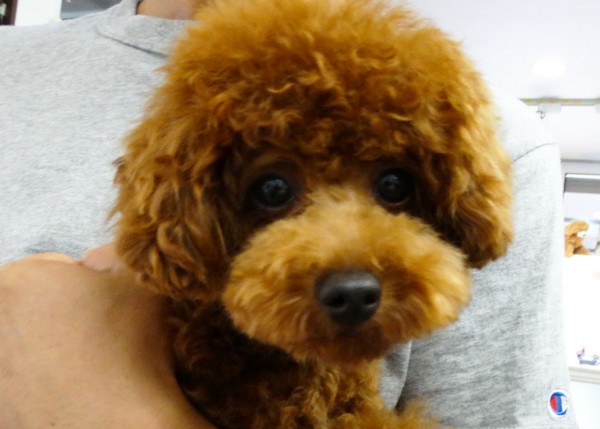 アリスちゃんbaby／トイプードル