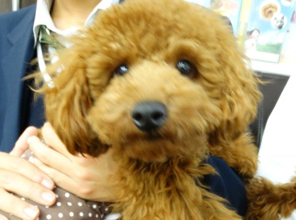 ポシェットBaby／トイプードル