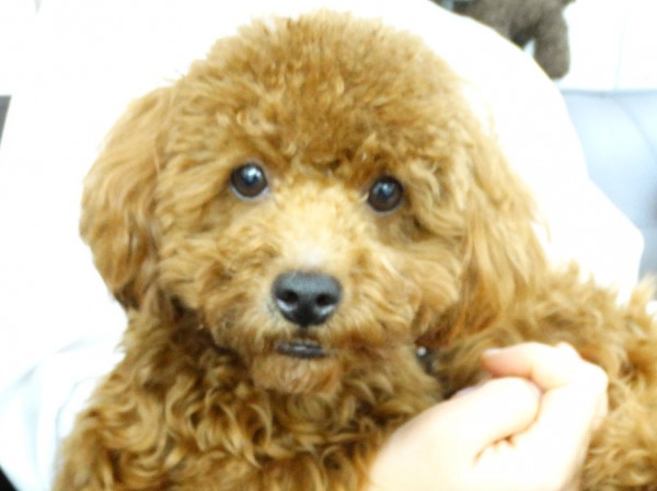 シェリーちゃんBaby／トイプードル