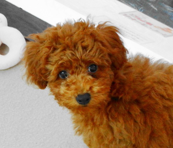 ヒナちゃん　Baby／トイプードル