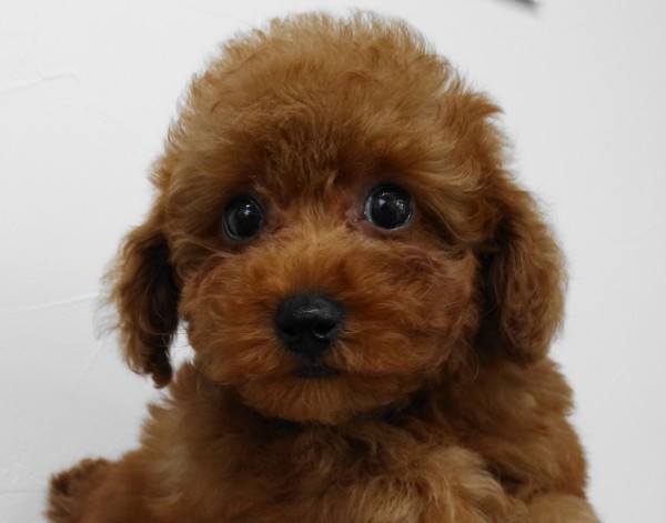 アリスちゃんBaby  (小さめ）／トイプードル