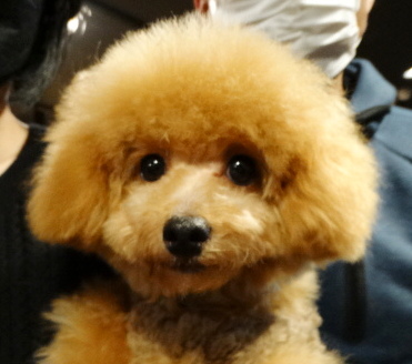 ピーチちゃんBaby／トイプードル