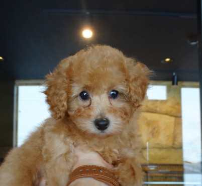 エマちゃんbaby／トイプードル