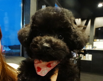 結ちゃんBaby／トイプードル