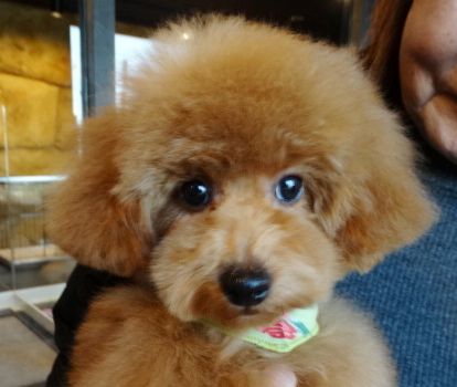 アンナちゃんBaby／トイプードル