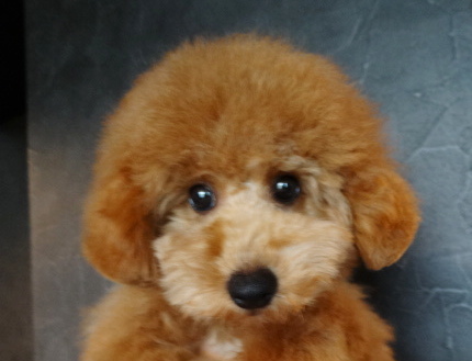 アンナちゃんBaby／トイプードル