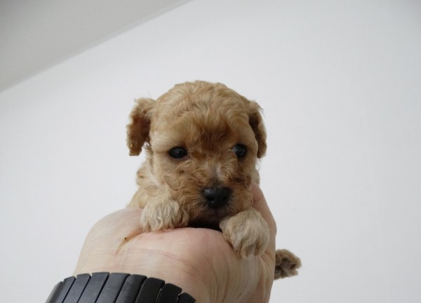 ネネちゃんBaby誕生／トイプードル