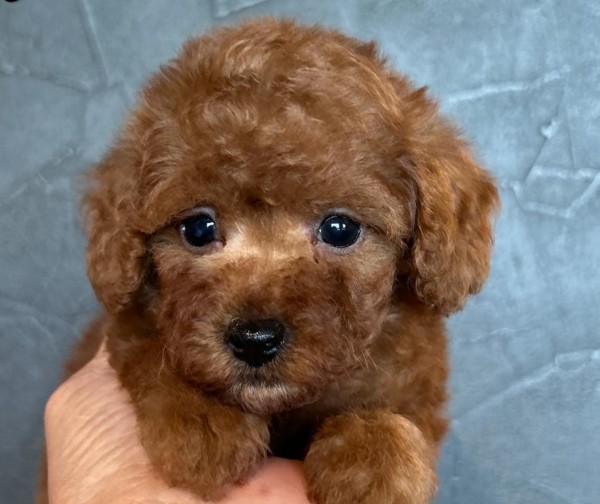 オトちゃんBaby誕生／トイプードル