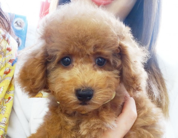ヒナちゃんBaby／トイプードル