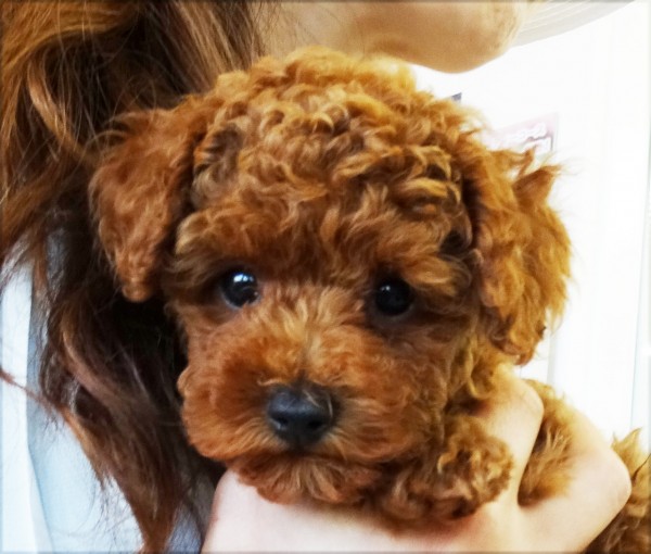 プティ ちゃん Baby／トイプードル