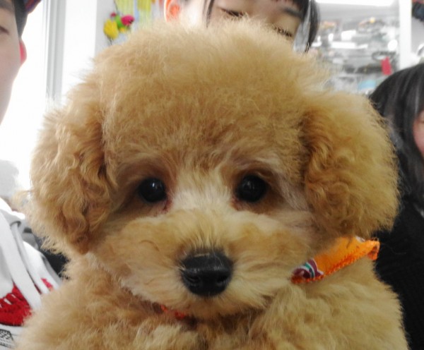 モナちゃ ん  baby　／トイプードル